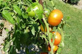 Quand planter les tomates en pleine terre ? Tomate Tout Pour Reussir Sa Culture Au Potager
