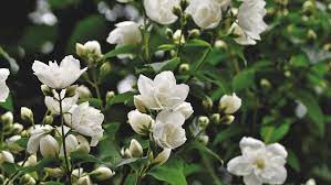 Quick view bunga melati putih font style. 7 Manfaat Mengagumkan Bunga Melati Untuk Kecantikan Ragam Bola Com