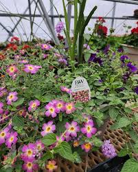 Image result for Jamesbrittenia