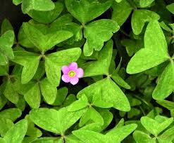 Image result for Oxalidaceae