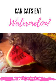 Can cats eat frozen watermelon? Can Cats Eat Watermelon Is It Bad For Them