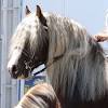 Une licorne est une créature imaginaire, mythique et généralement blanc comme un cheval représenté généralement avec une seule corne souvent en spirale poussant.coloriage licorne à. 1