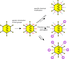 It may also enable the moiety to cross the cell membrane by endocytosis to reach particular intracellular targets8. Combined Genetic And Chemical Capsid Modifications Of Adenovirus Based Gene Transfer Vectors For Shielding And Targeting Protocol