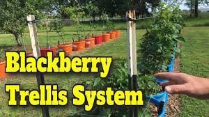 Blackberry trellises are simple and inexpensive to build. Cheap Easy Trellis For Blackberries And Raspberries Give Your Berries A Lift You Can Do This Youtube