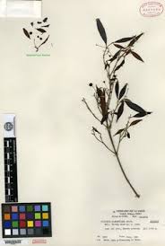 Image result for Cincinnobotrys