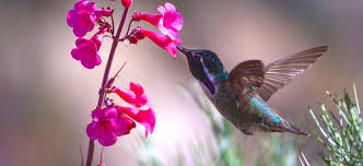What potted flowers attract hummingbirds? Pollinator Preferred Plants That Attract Hummingbirds