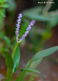 Image result for Aponogetonaceae