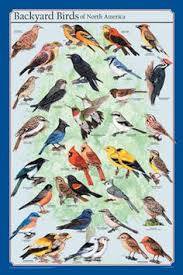 What S That Flying Around Your Garage This Poster Will Help You Find Out Beautifully Detailed Illustrations Show T Bird Poster Colorful Birds Beautiful Birds