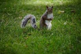 How To Keep Squirrels From Chewing Cushions Carol Van De Maele Colucci Squirrel Squirrel Repellant Animals