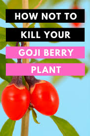 We will go over how many years it takes for them to start making goji. Goji Berry Plant Care For Dummies Seasoned Plant Parents Plantophiles