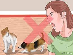 Dog owner and sports broadcaster andrew cotter , is a commentator for the bbc's sports coverage, including golf. How To Get Your Two Dogs To Stop Fighting With Pictures