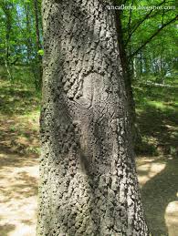 Reamintim că mănăstirea prislop, unde se află mormântul părintelui arsenie boca, rămâne unul dintre cele mai aglomerate locuri de pelerinaj. Destinatiidevacanta Blogspot Com MÄnÄstirea Prislop