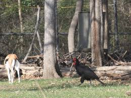 Southern ground hornbill at The Dallas Zoo | Endangered Living