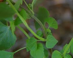 Image result for Cantinoa