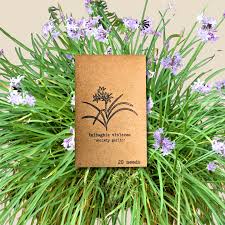 Image result for Tulbaghia