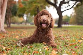 Maybe you would like to learn more about one of these? Labradoodle Dogs 101 A Complete Guide About Mini Labradoodle