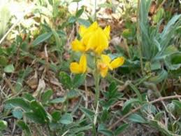 Image result for Lotononis bainesii