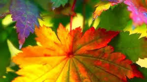 Check spelling or type a new query. Daun Warna Warni Layaknya Pelangi Bakal Bikin Kamu Kagum Fashion Fimela Com