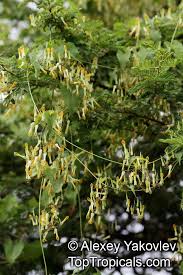 Image result for Riocreuxia