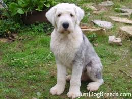 Short Hair Old English Sheepdog Old English Sheepdog English Sheepdog Dog English Sheepdog Puppy