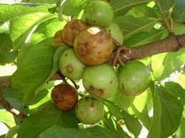 Image result for Vangueria