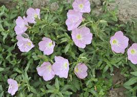 Pin On Pink Primroses