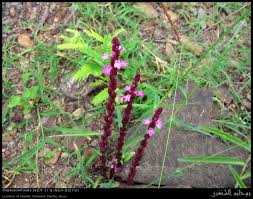 Image result for Striga gesnerioides