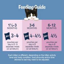 FELIX Original Kitten Mixed Selection in Jelly Wet Cat Food 12x85g