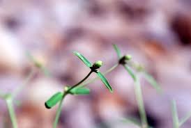 Image result for Euphorbia glanduligera