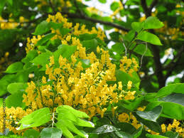 Image result for Pterocarpus