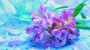 Gambar bunga flowers and gardening ideas tags: Paling Hits 30 Foto Wallpaper Hp Cantik Richi Wallpaper