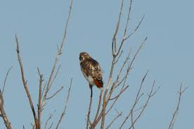 Birds Of Upstate Ny Redtail Hawk Animals Wildlife Eagles