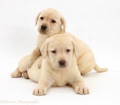Or to adopt labrador pups to prevent problems? Dogs Yellow Labrador Retriever Puppies 7 Weeks Old Photo Wp23243