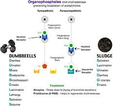 Image result for Cholinergic Toxicity