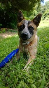 The australian cattle dog is of moderate build, enabling this breed to combine great endurance with bursts of speed and extreme agility necessary in herding cattle. Australian Cattle Dog Puppies For Sale In Pa Lancaster Puppies