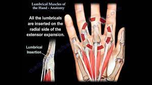 Flexor digitorum profundus is the main gripping muscle. Lumbrical Muscles Of The Hand Anatomy Everything You Need To Know Dr Nabil Ebraheim Youtube