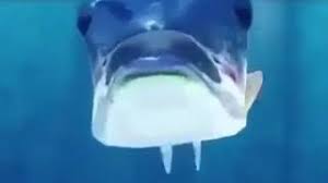 Pez Diciendo Mamaguevo Youtube