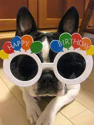 It's really important to send someone an online birthday message. 8 Boston Terrier Birthdays Ideas Boston Terrier Terrier Boston Terrier Dog