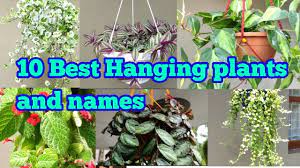 10 Best Hanging Plants And Names Fast Growing Cascading Plants In Indiaenglish Subtitles Salu Koshy Youtube Hanging Plants Plants Cascade