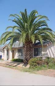 Phoenix Canariensis Description Palm Trees Garden Front Yard Landscaping Pictures Palm Trees Landscaping
