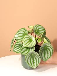 Image result for Peperomia molleri