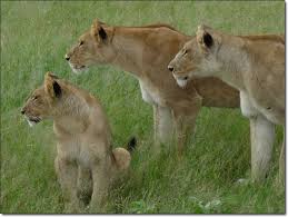 Animal Tracking on Safari - The Wild Source