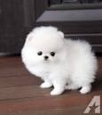 Teacup Pomeranian Prices