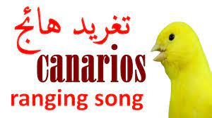 تغريد طائر الكناري الهائج تغريد الكناري لتهييج الإناث للتزاوج اجمل تغريد صوت الكناري طائر الكناري تسميع كناري نار canary birds friend photos song bird