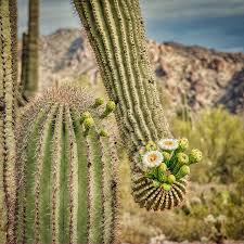 The saguaro cactus (carnegiea gigantea) epitomizes the old west. Saguaro Cactus Blooms In The Sonoran Desert Near Phoenix Arizona Photograph By Kenneth Roberts