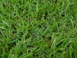 Zoysia grows with less fertilizer and water than other grasses. How To Remove Bermudagrass And Centipede From A Zoysia Lawn