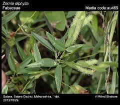 Image result for Zornia setosa