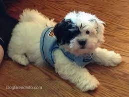 Zuchon Shichon Dog Breed Pictures 2