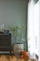 The 1 Houseplant Joanna Gaines Can T Get Enough Of Natural Home Decor Potted Olive Tree Decor