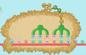 Worksheet dna mutation simulation answer key biology corner : Dna Mutation Activity